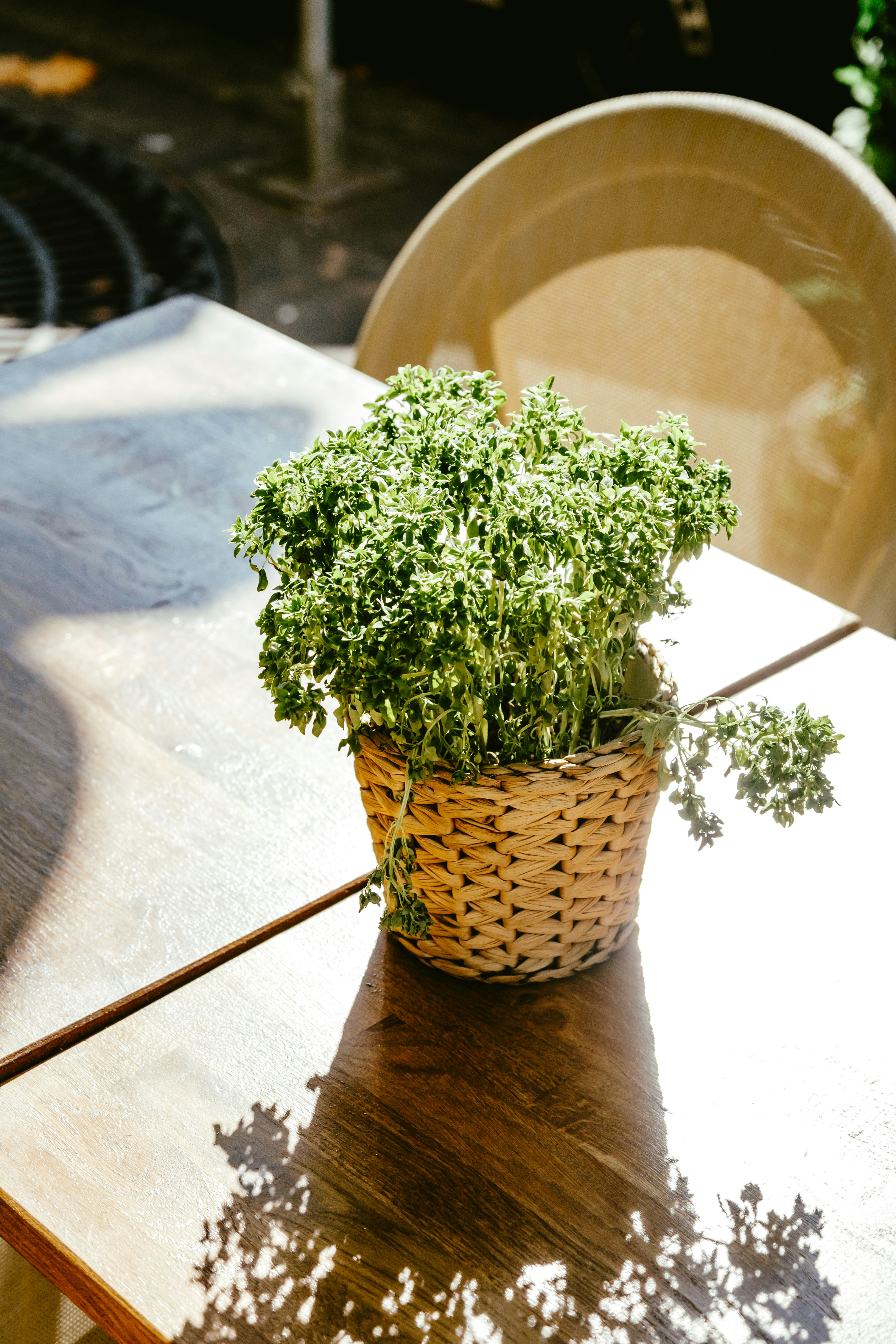 green plant on brown woven basket